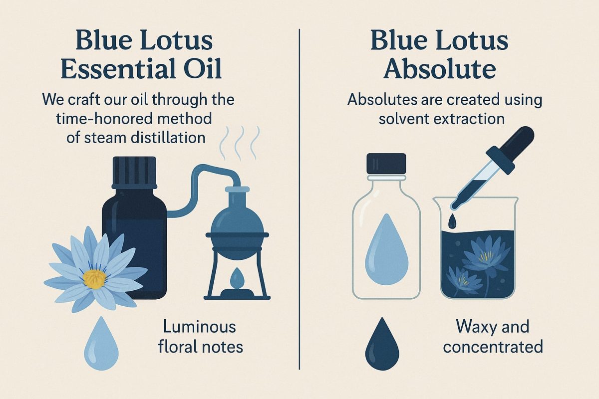 blue lotus essential oil steam distilled and blue lotus absolute solvent extracted blue lotus essential oil steam distilled and blue lotus absolute solvent extracted