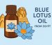 blue lotus oil from egypt
