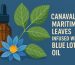 canavalia maritima leaves infused with blue lotus oil