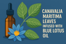 canavalia maritima leaves infused with blue lotus oil