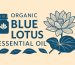organic blue lotus essential oil