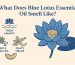 what does blue lotus essential oil smell like