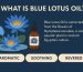 what is blue lotus oil