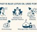 what is blue lotus oil used for