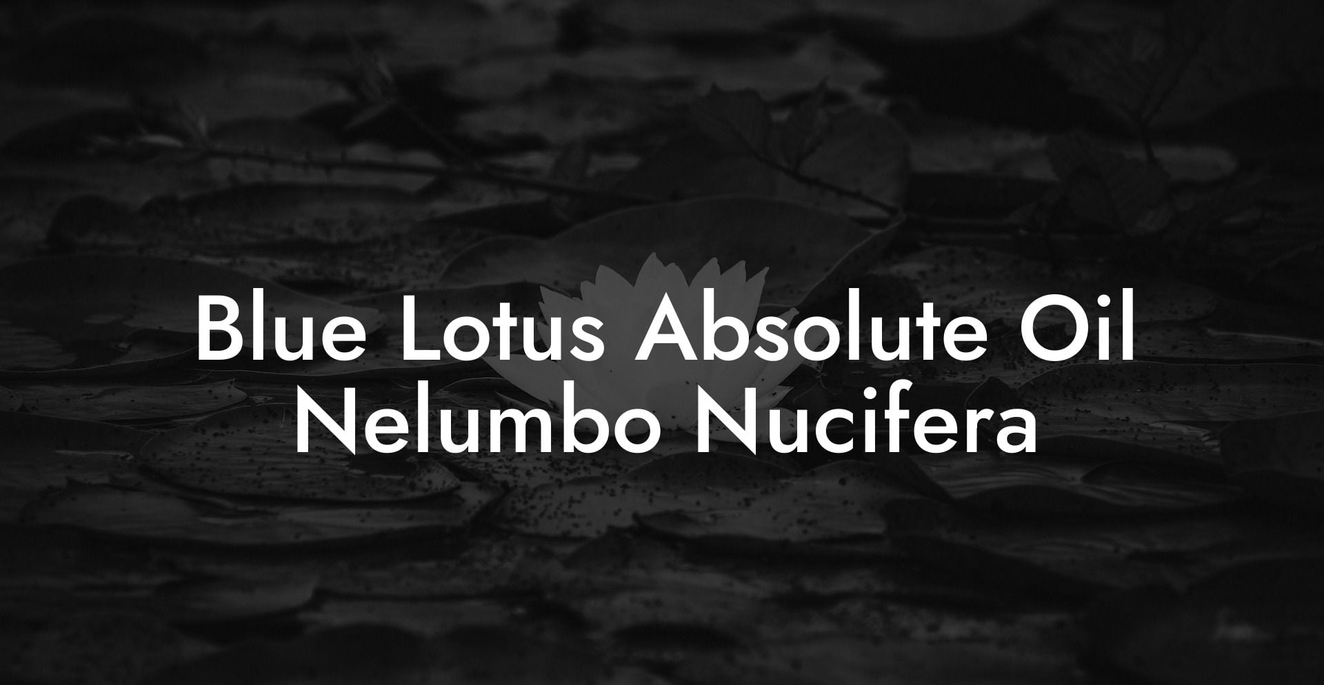 Blue Lotus Absolute Oil Nelumbo Nucifera