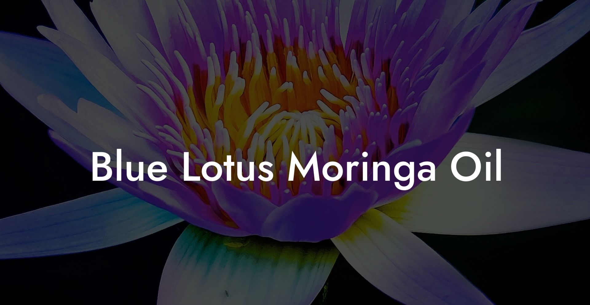 Blue Lotus Moringa Oil