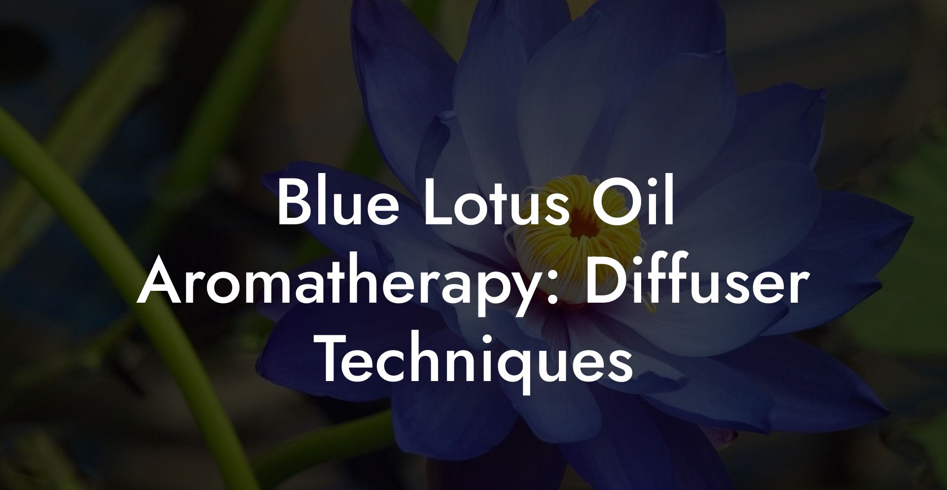Blue Lotus Oil Aromatherapy: Diffuser Techniques