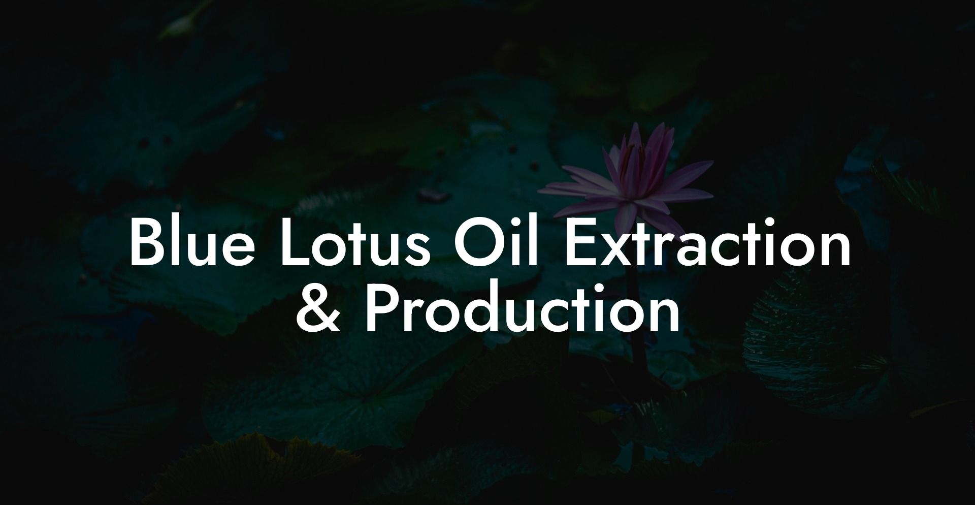 Blue Lotus Oil Extraction & Production