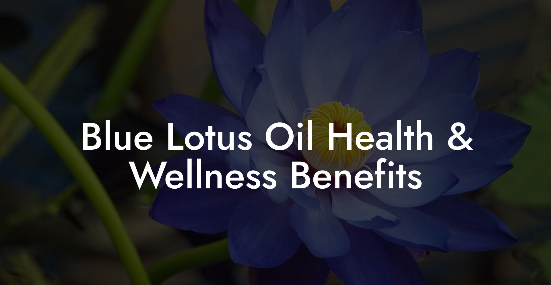 Blue Lotus Oil Health & Wellness Benefits