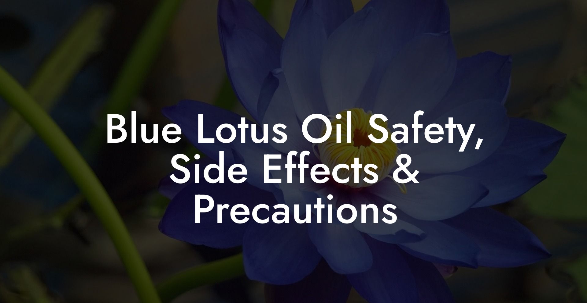 Blue Lotus Oil Safety, Side Effects & Precautions