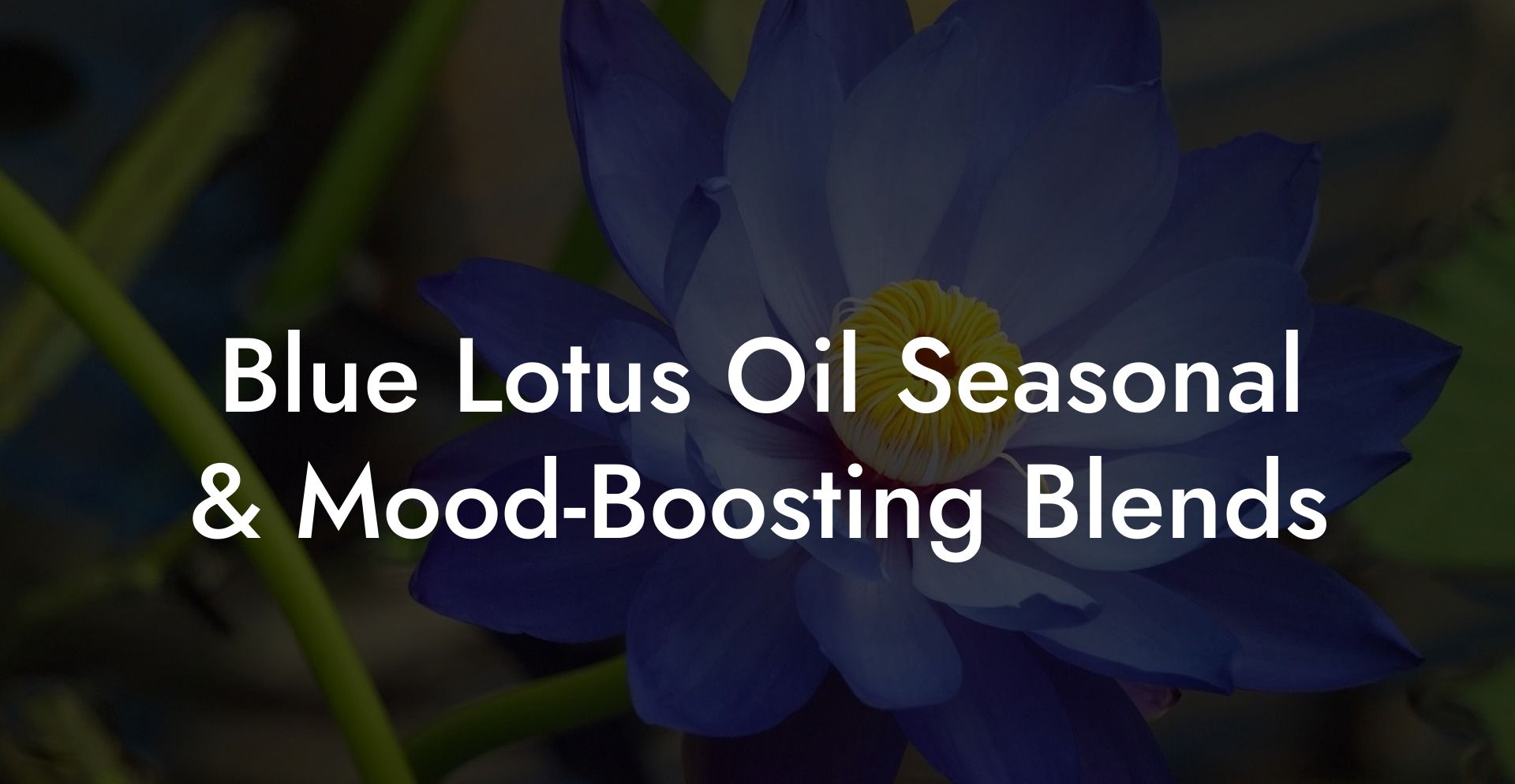 Blue Lotus Oil Seasonal & Mood‑Boosting Blends