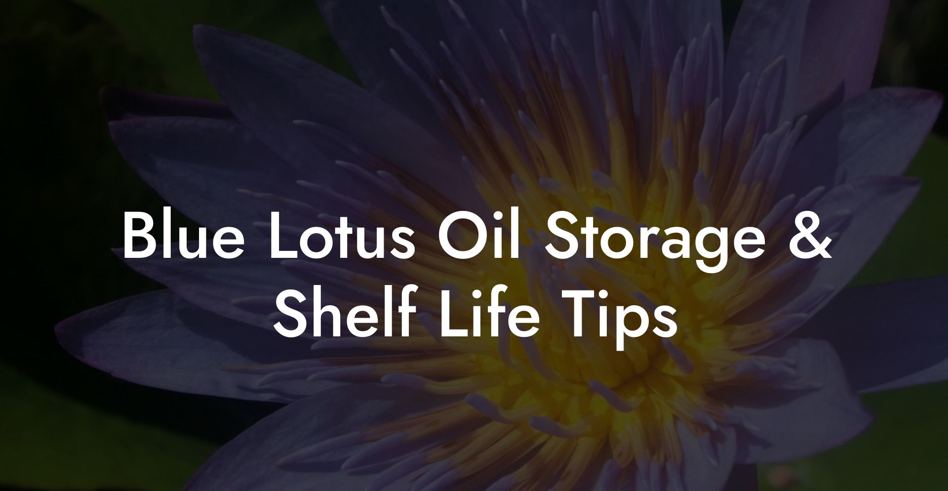Blue Lotus Oil Storage & Shelf Life Tips