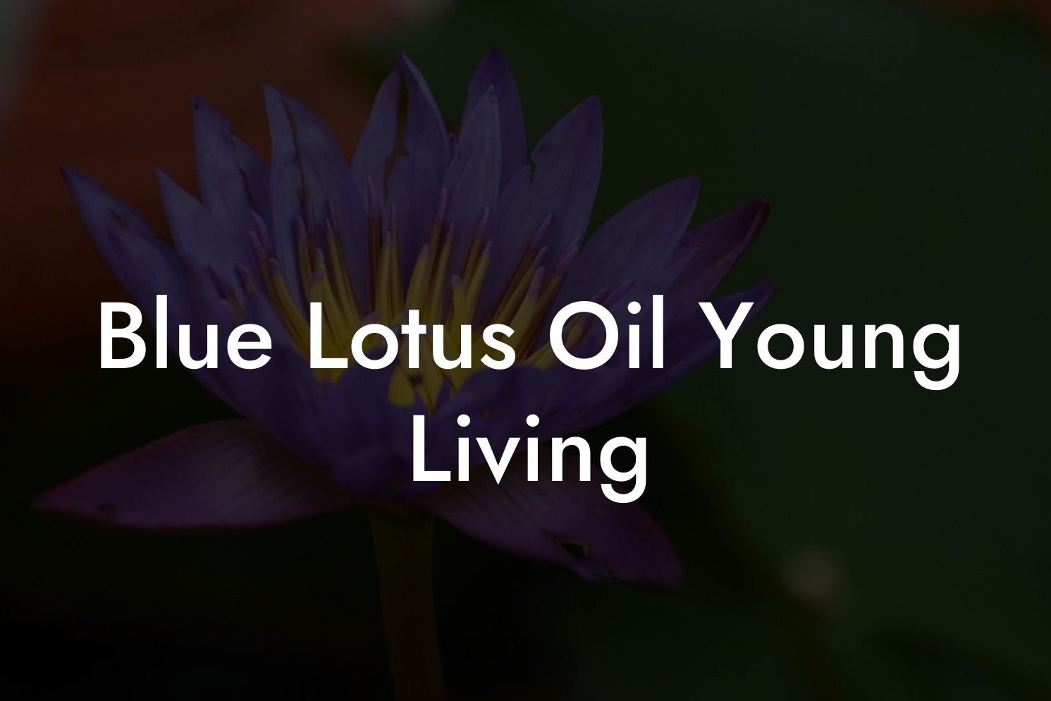 Huile de Lotus Bleu Young Living