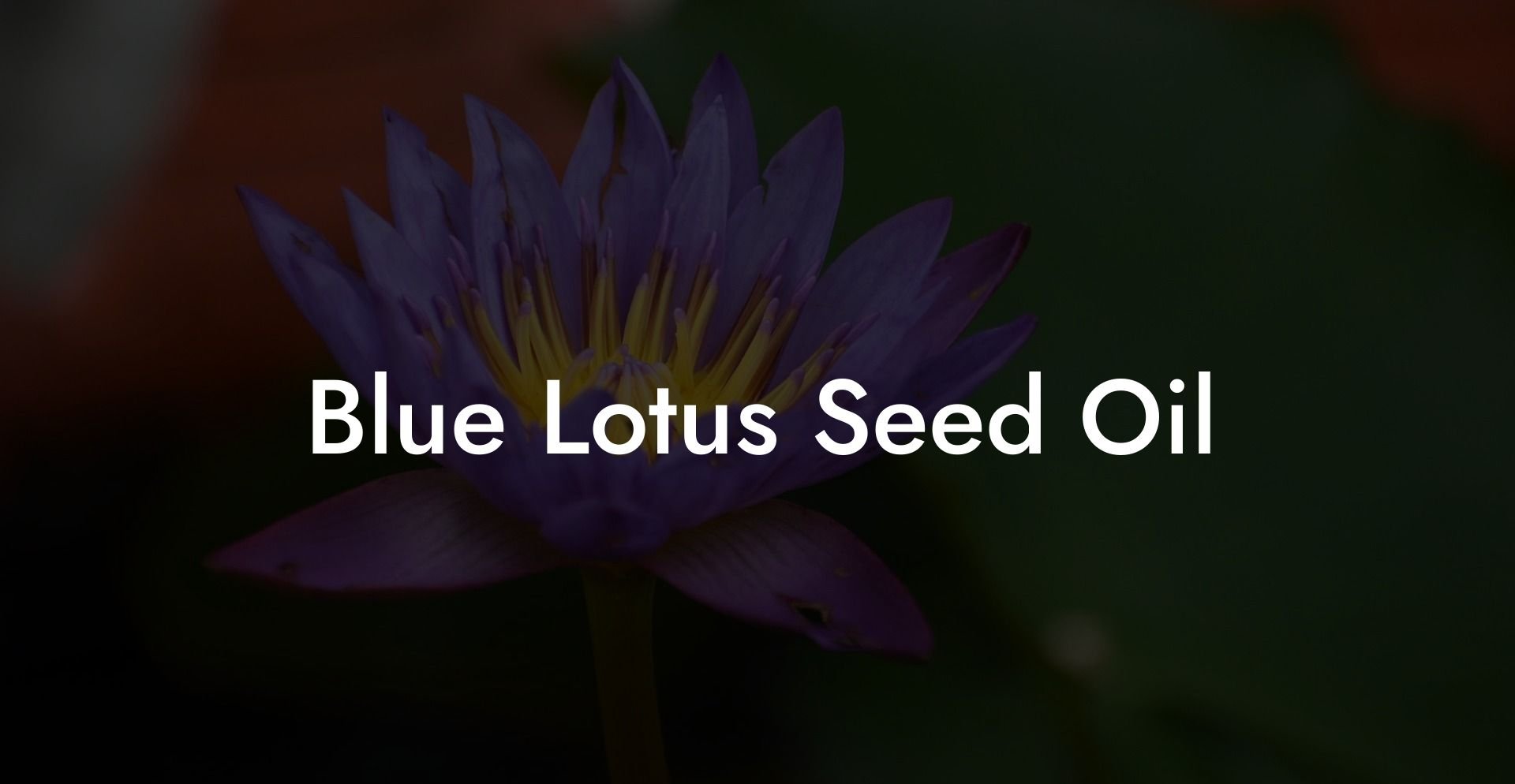 Blue Lotus Seed Oil