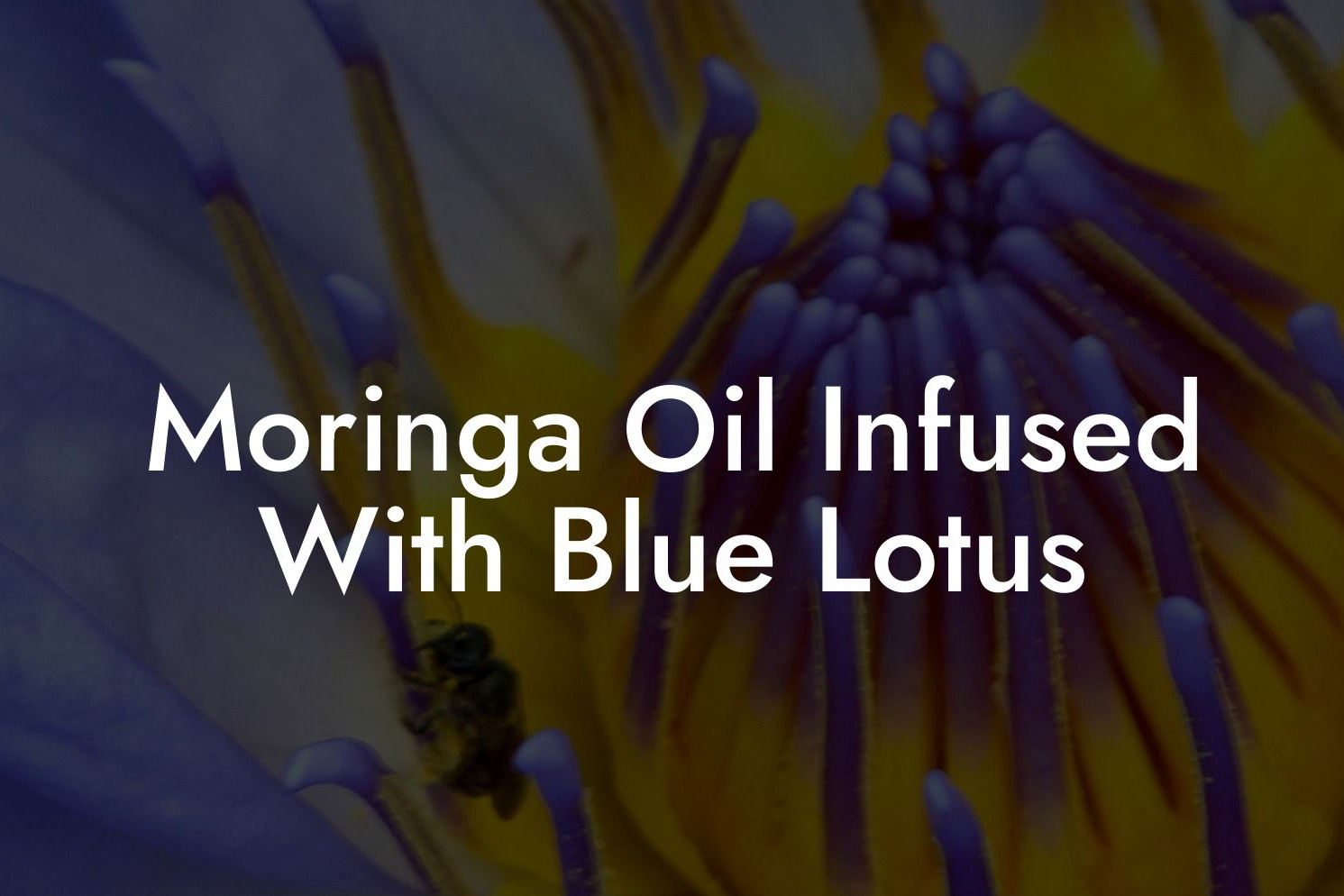 Moringa Oil Infused With Blue Lotus