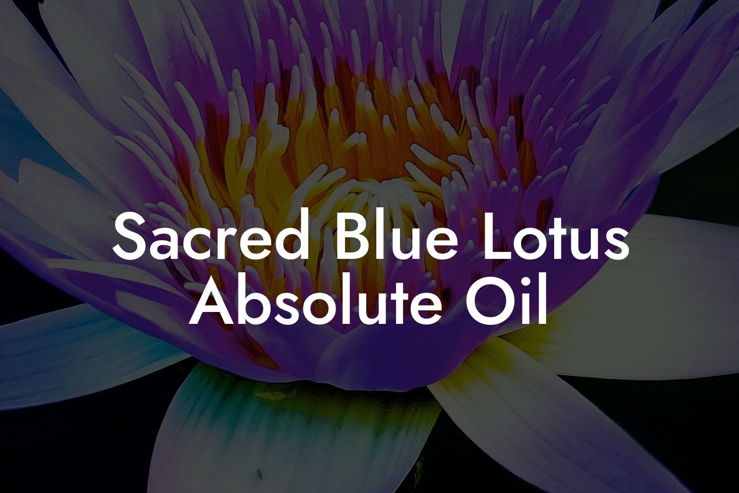 Hellig blå lotus-absolueolie