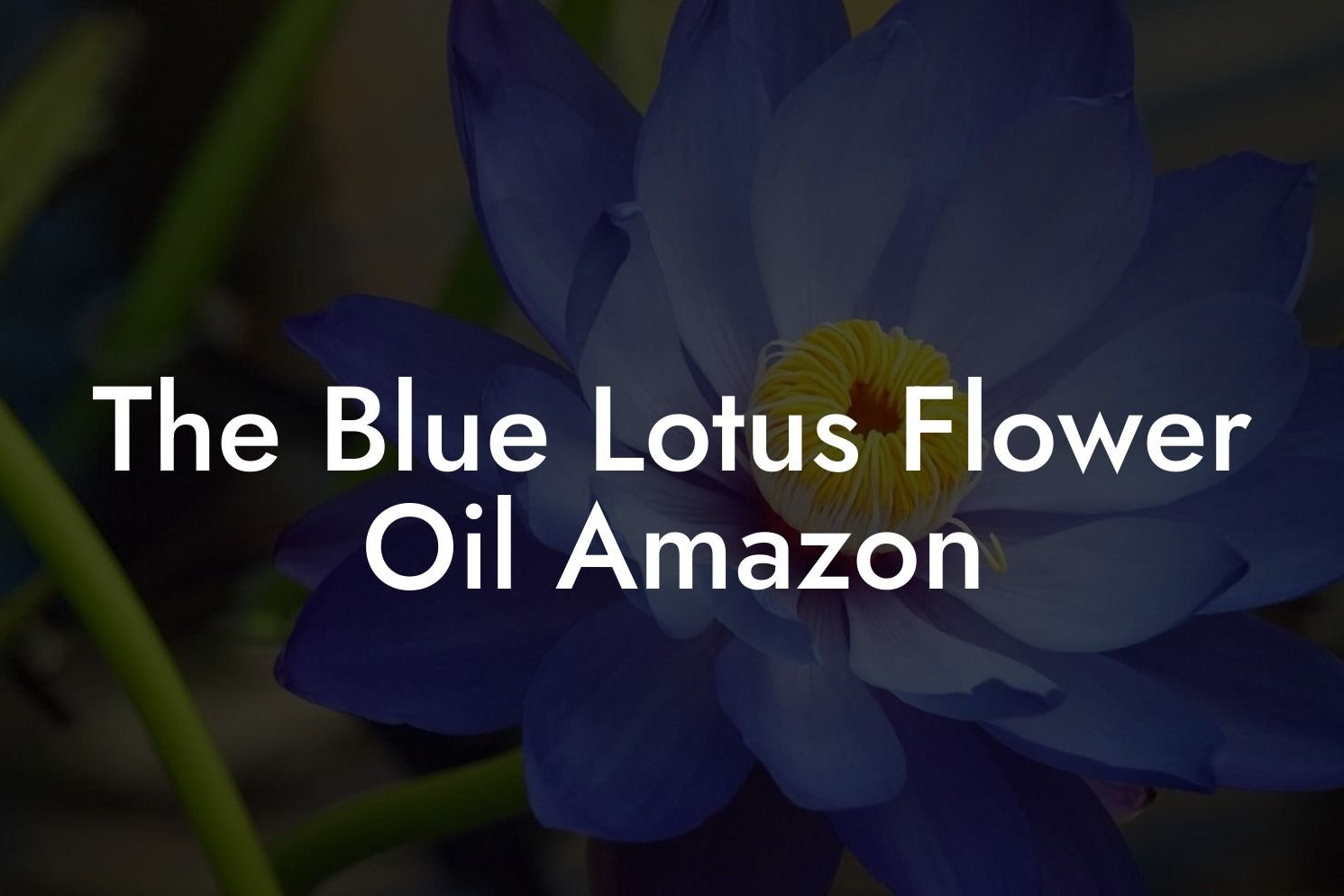 Das Öl der Blauen Lotusblüte bei Amazon
