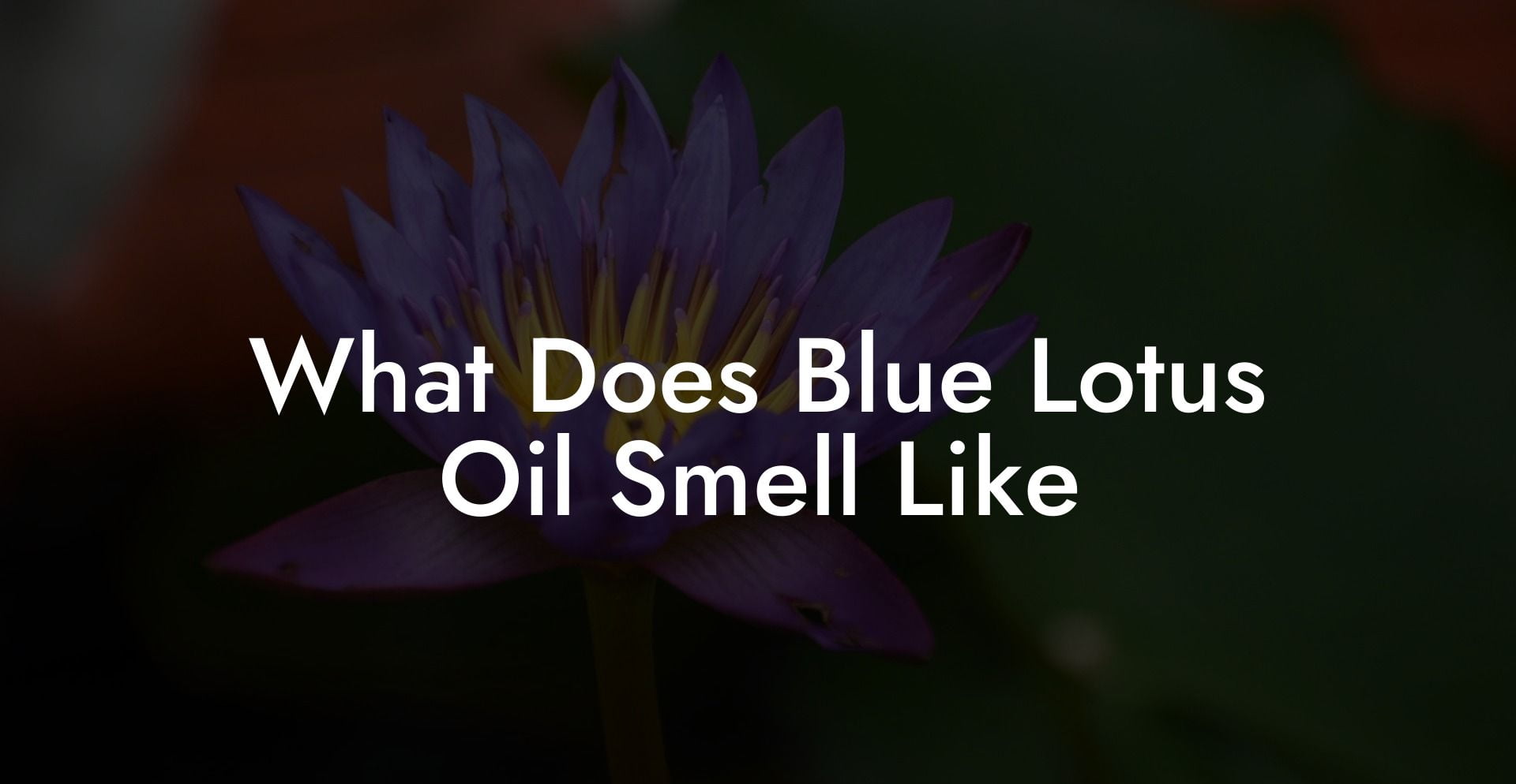 What Does Blue Lotus Oil Smell Like