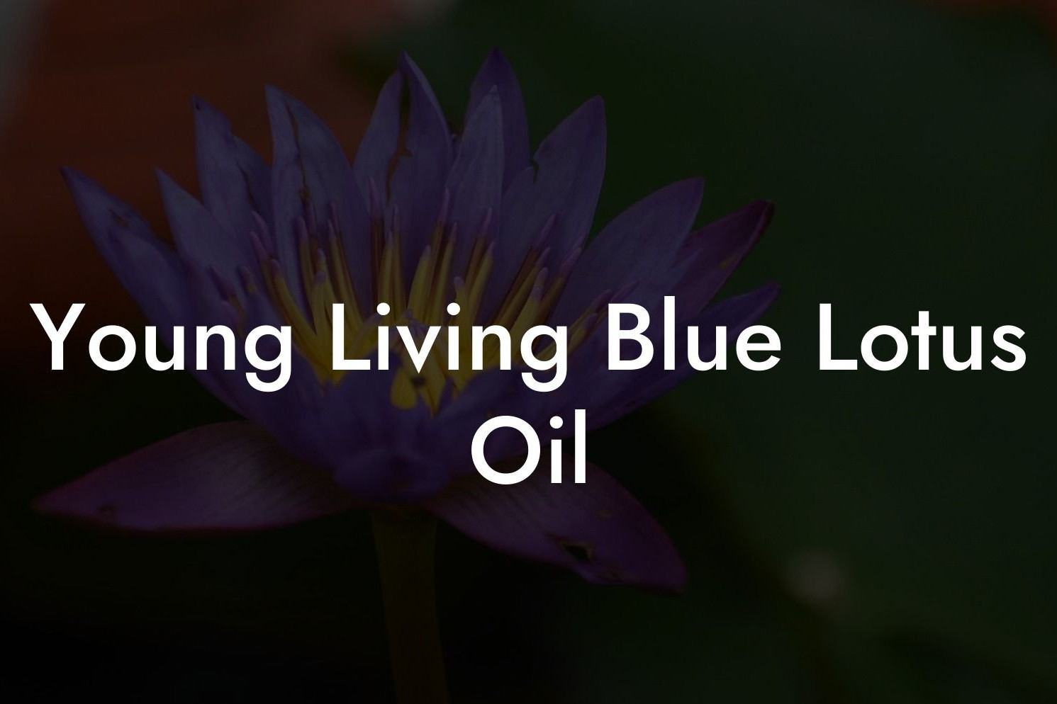 Young Living Blue Lotus Oil
